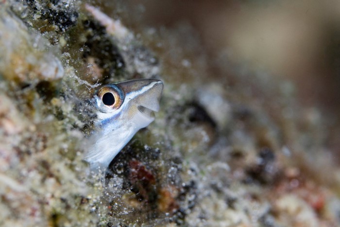 Close-up of a small fish peeking out of a coral reef