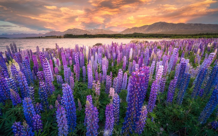 Field of lupine flowers at sunset near mountains