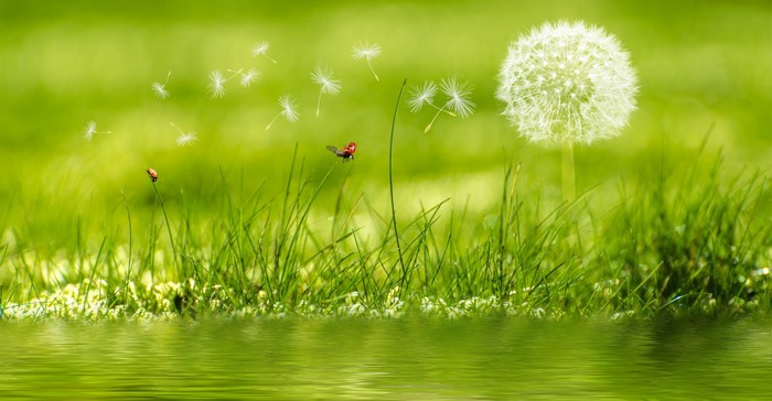 Dandelion seeds blowing in the wind with ladybugs and water