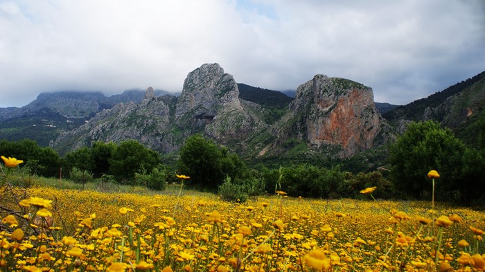 Field of yellow flowers with mountains
