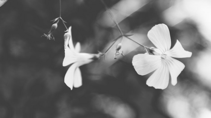Black and white photography of flowers