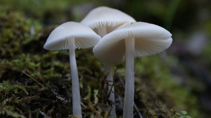 Three white mushrooms on moss