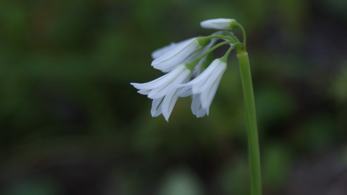 White bell-shaped flowers on a green stem