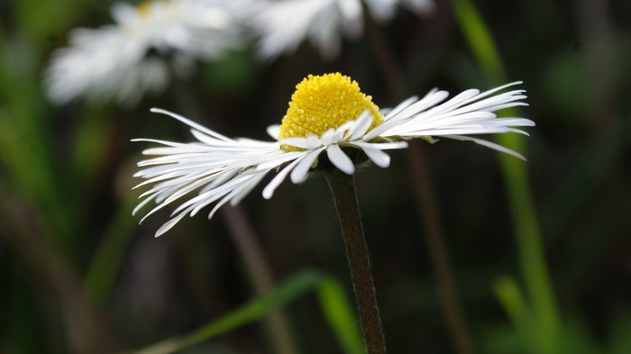 Close-up of a daisy flower with yellow center