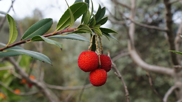 Strawberry Tree Fruits on Branch