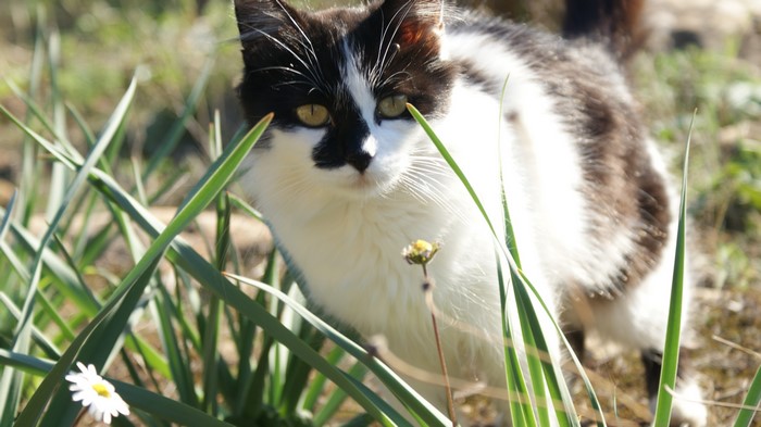 Black and white cat in nature