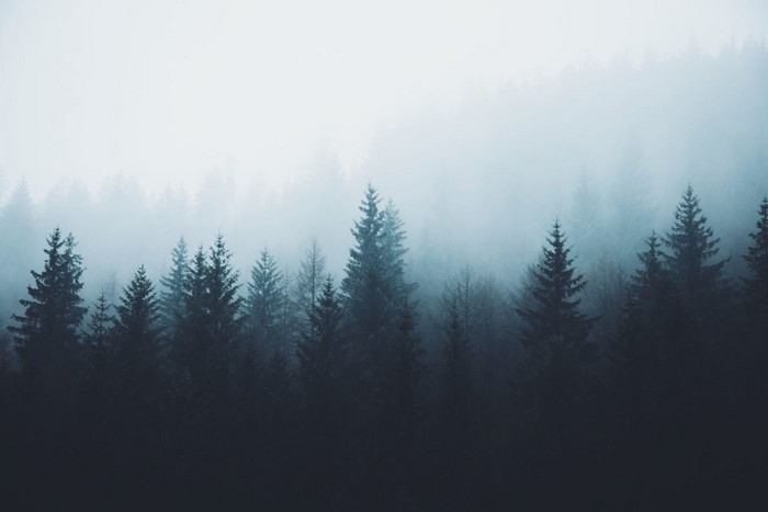 Misty forest with dark evergreen trees