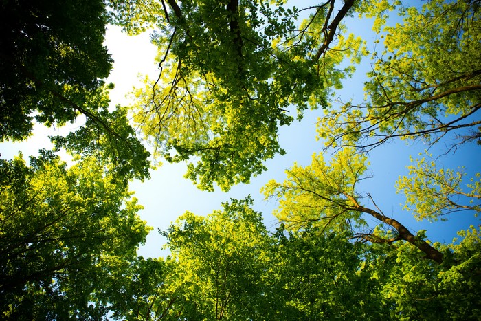 4K trees looking up at the sky