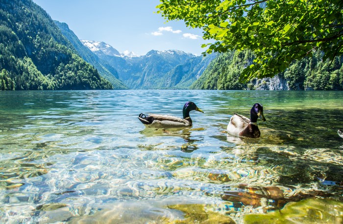 Ducks swimming in a clear lake with mountains