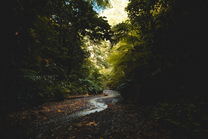 4K forest river landscape with a stream and path