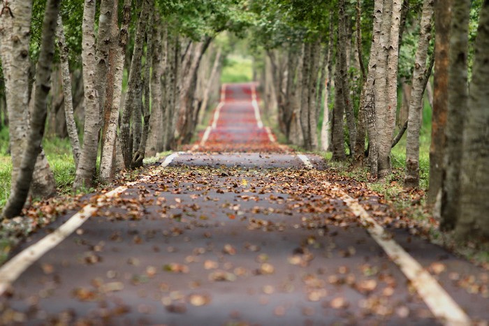 Road lined with trees and fallen leaves