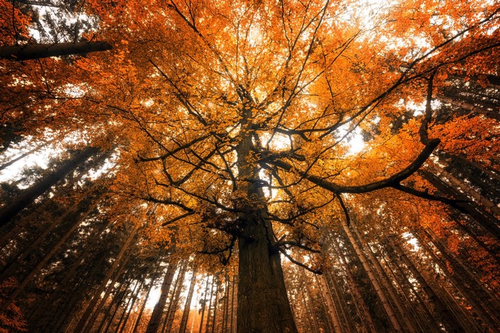 Tall trees with orange leaves in a forest during autumn
