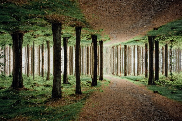 Surreal mirrored forest with a path