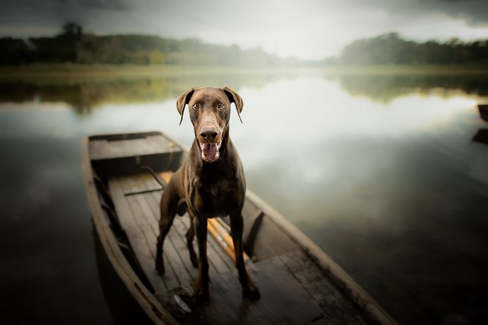 Brown Doberman dog in a boat on a lake