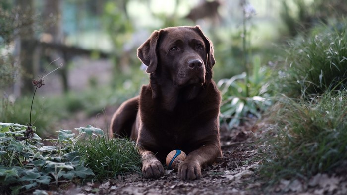 Chocolate Labrador dog with a ball in a forest