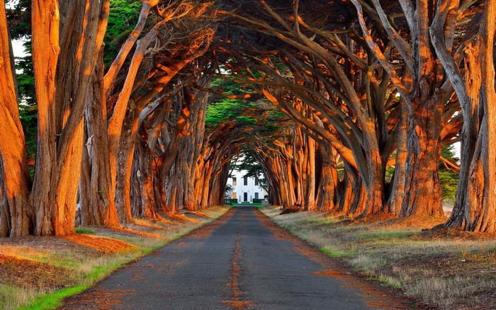 Tree tunnel road leading to a white building
