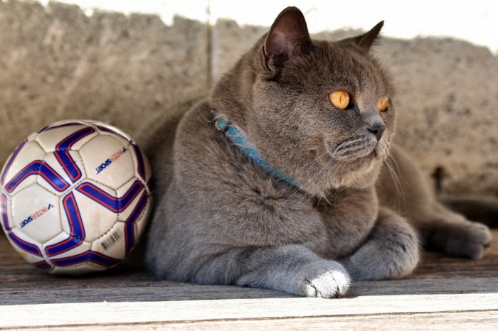 British Shorthair cat with a soccer ball