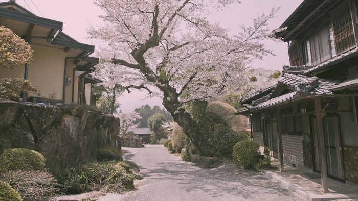 Cherry blossoms bloom along a village road in Japan