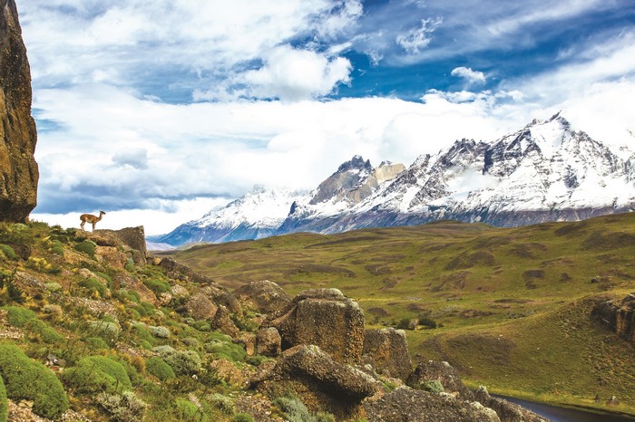 Guanaco on a rocky outcrop with snowy mountains in Patagonia