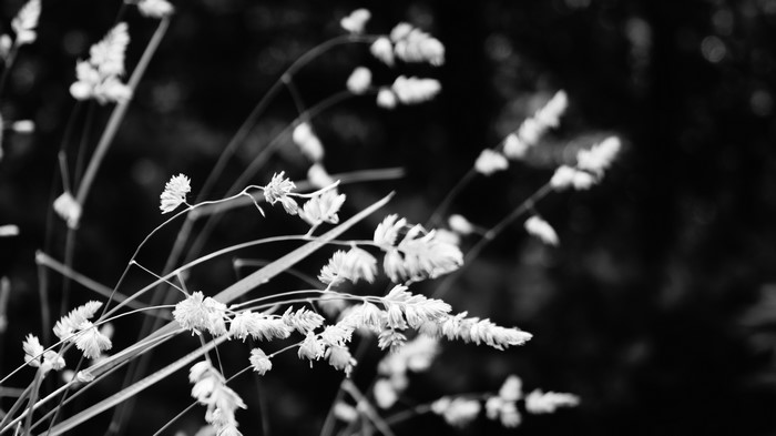 Monochrome nature photography of plants