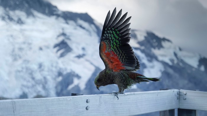 Kea parrot with wings spread on a railing