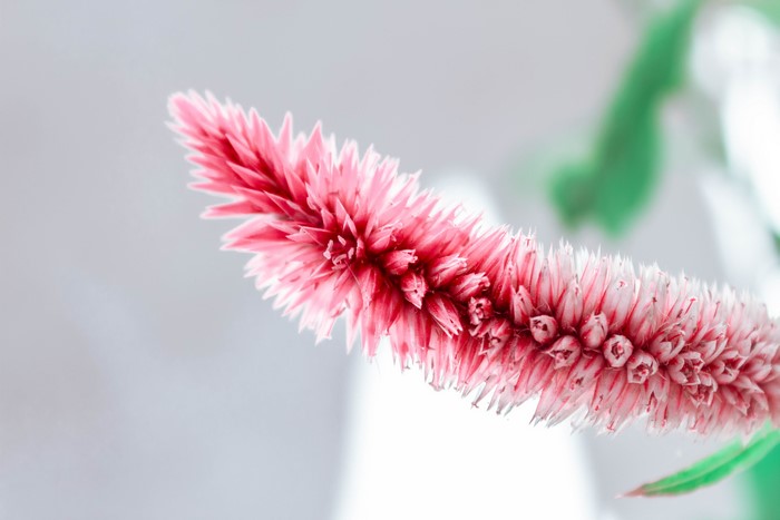Pink Celosia flower in soft focus