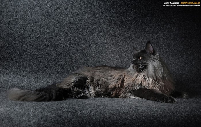 Black Maine Coon Cat Lying Down