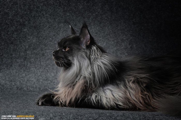 Black Maine Coon cat with grey mane