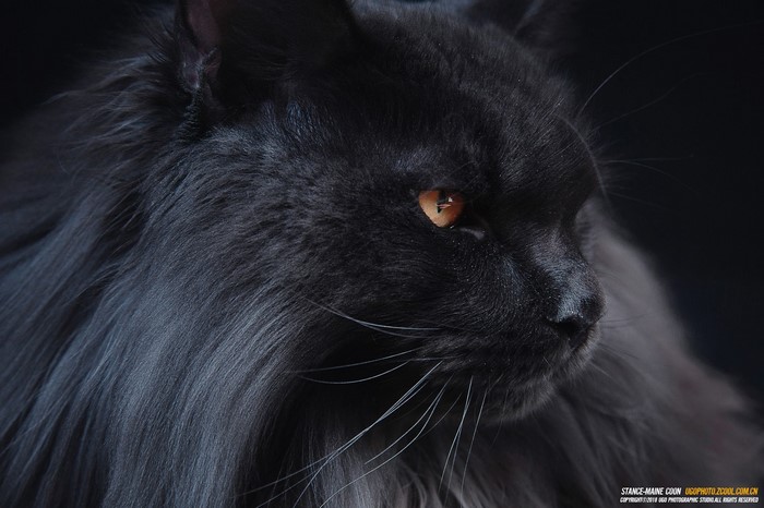 Black Maine Coon cat with amber eyes