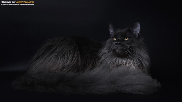 Black Maine Coon cat with yellow eyes