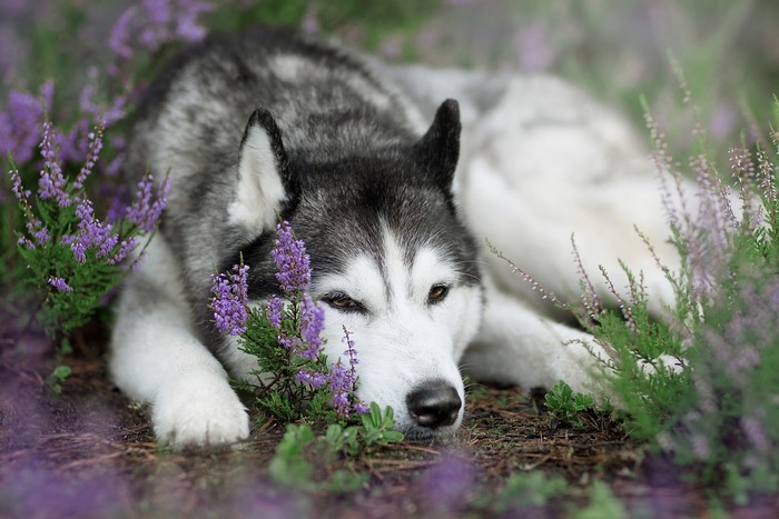 Siberian Husky dog lying in purple flowers