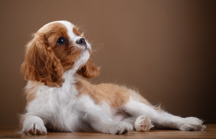 Cavalier King Charles Spaniel puppy looking up