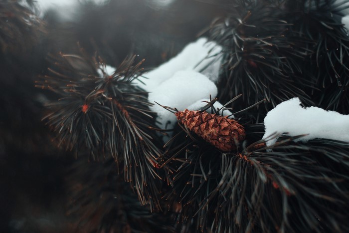 Pine cone on a snow-covered pine branch