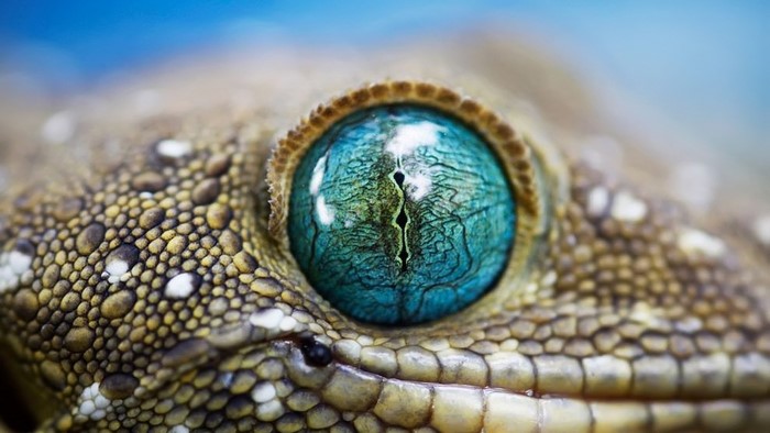 Close-up of a gecko's vibrant blue eye