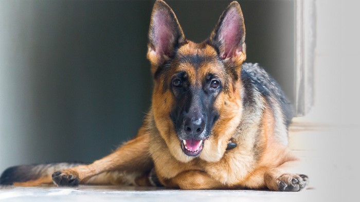 German Shepherd dog lying down