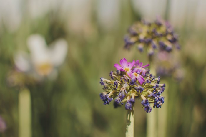 Purple and white flowers in nature