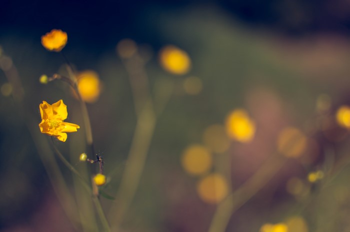 Yellow flowers with bokeh effect