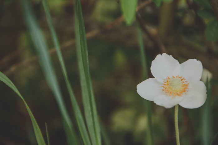 White flower with orange center and green grass