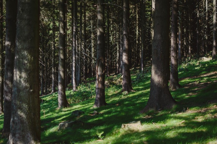 Forest with dappled sunlight on grass