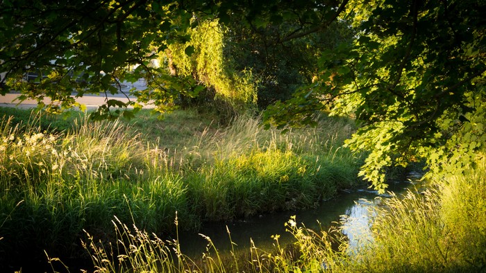 Golden Hour over a River with Tall Grass and Trees