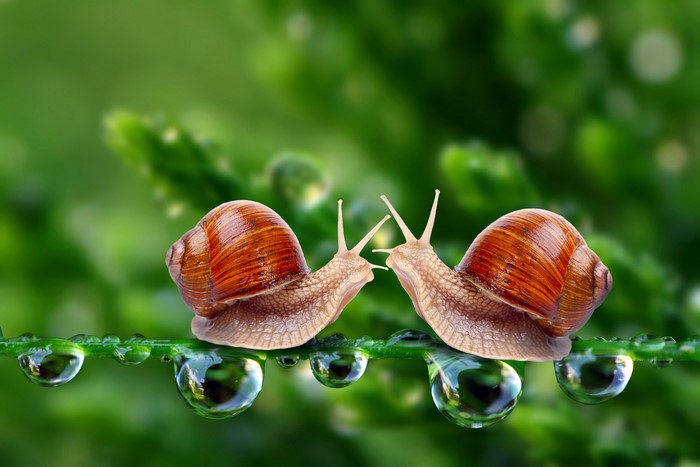 Two snails on a wet plant stem