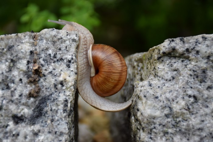 Snail climbing on granite stones