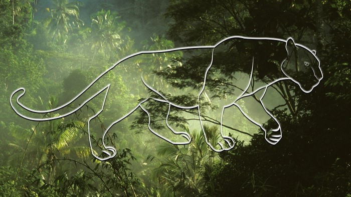 Panther silhouette in a misty jungle