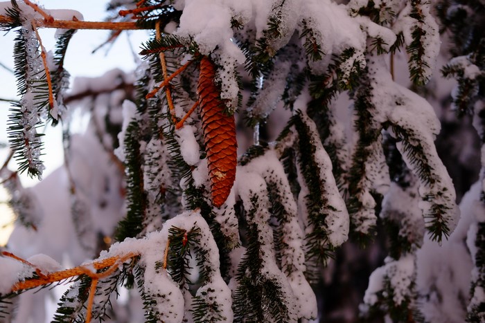 Pine tree branch with snow and pinecone