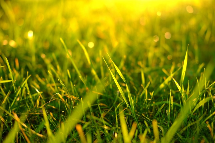 Macro view of green grass with sunlight