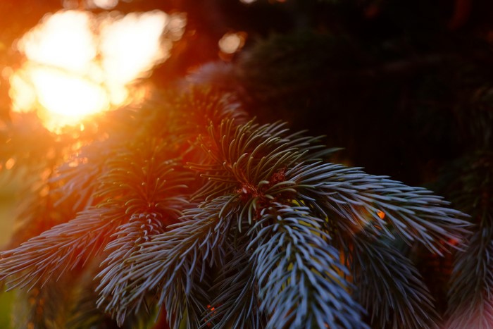 Sunlight through pine tree branch with lens flare