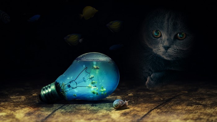 Cat watches fish in a light bulb aquarium with snail