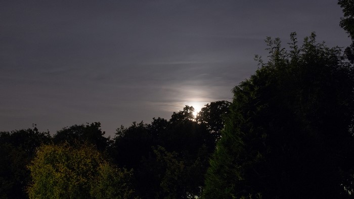 Moon behind trees at night