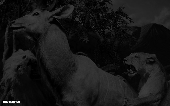 Interpol animals hunting scene
