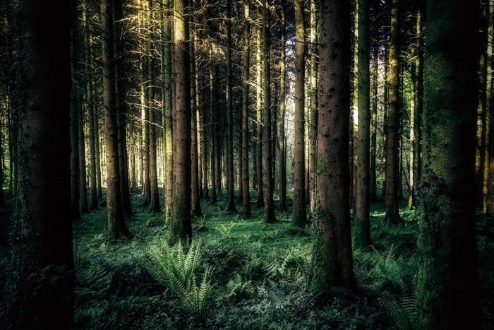 Sunlight filtering through a dense forest with ferns